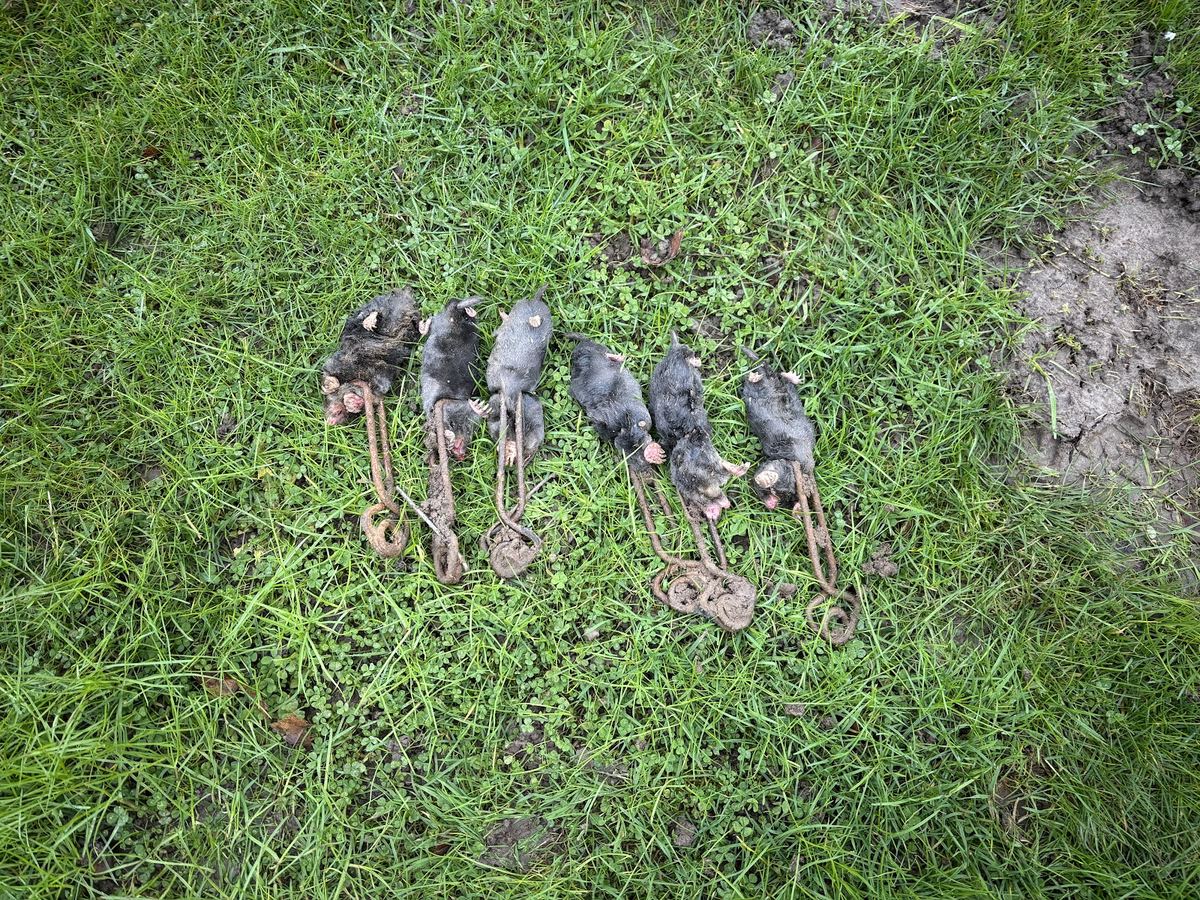 PVL NUISIBLES