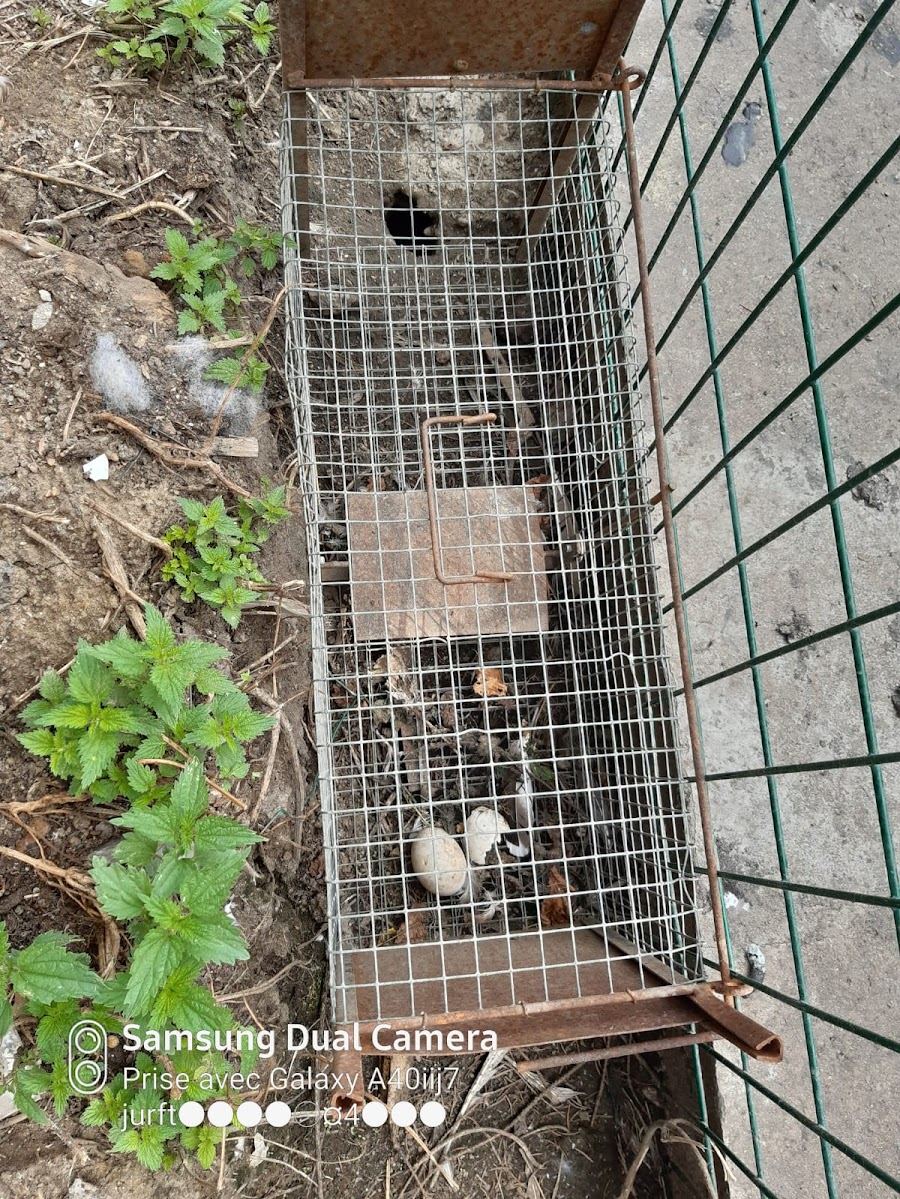 Photo d'intervention de PVL NUISIBLES